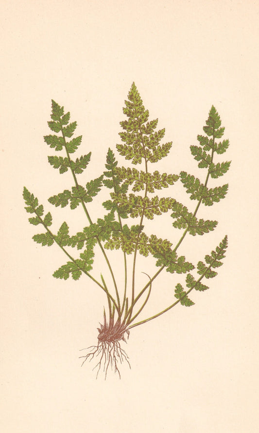 antique botanical prints
vintage botanical prints
botanical prints antique
antique flower prints
vintage flower prints
antique botanical art
vintage botanical art
antique plant prints
vintage plant prints