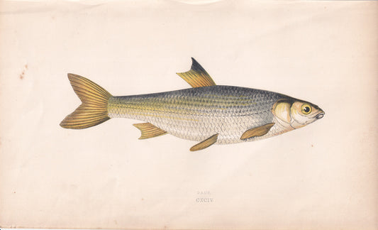 Dace