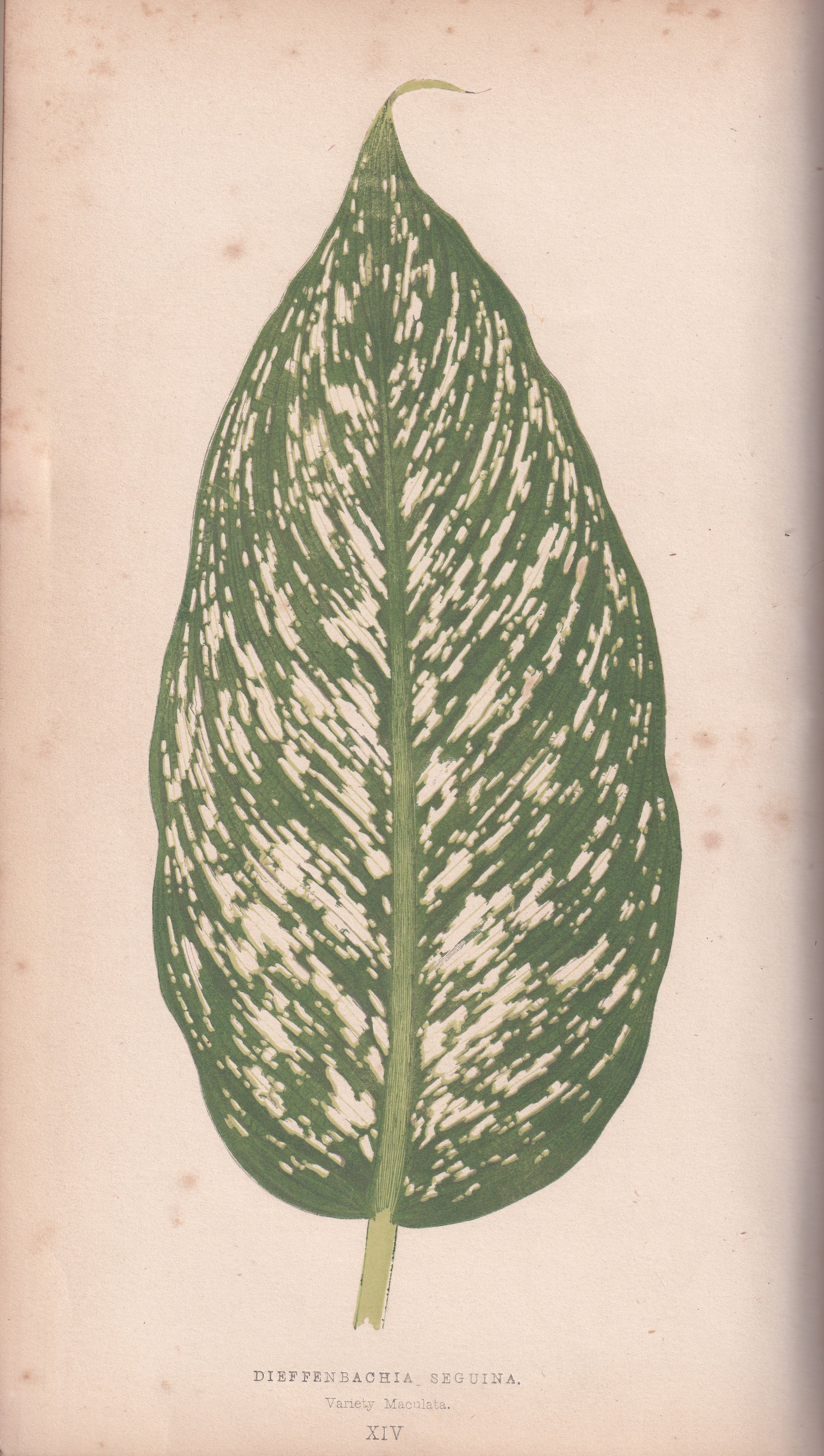 Antique Print, Botanical Print, Botanical Art, Vintage Print, Wall Art, Home Décor, Collectible, Original Print, Engraving, Lithograph, Hand-colored, Victorian, Hand-coloured, 19th Century 