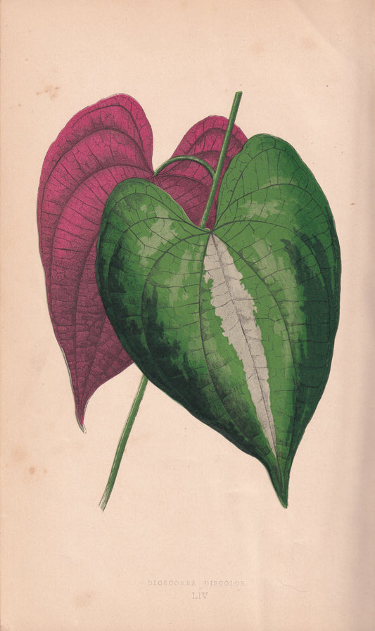 Antique Print, Botanical Print, Botanical Art, Vintage Print, Wall Art, Home Décor, Collectible, Original Print, Engraving, Lithograph, Hand-colored, Victorian, Hand-coloured, 19th Century 