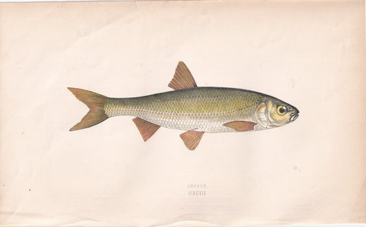 Dobule