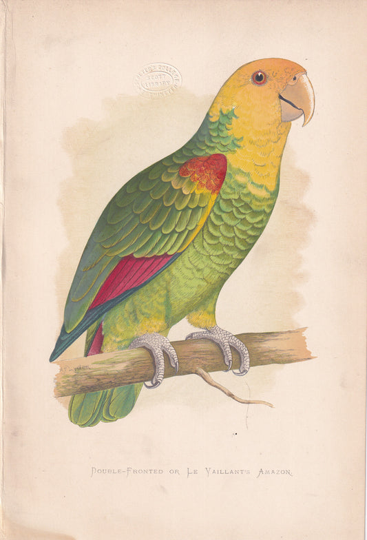 Double Fronted or Le Vaillant's Amazon