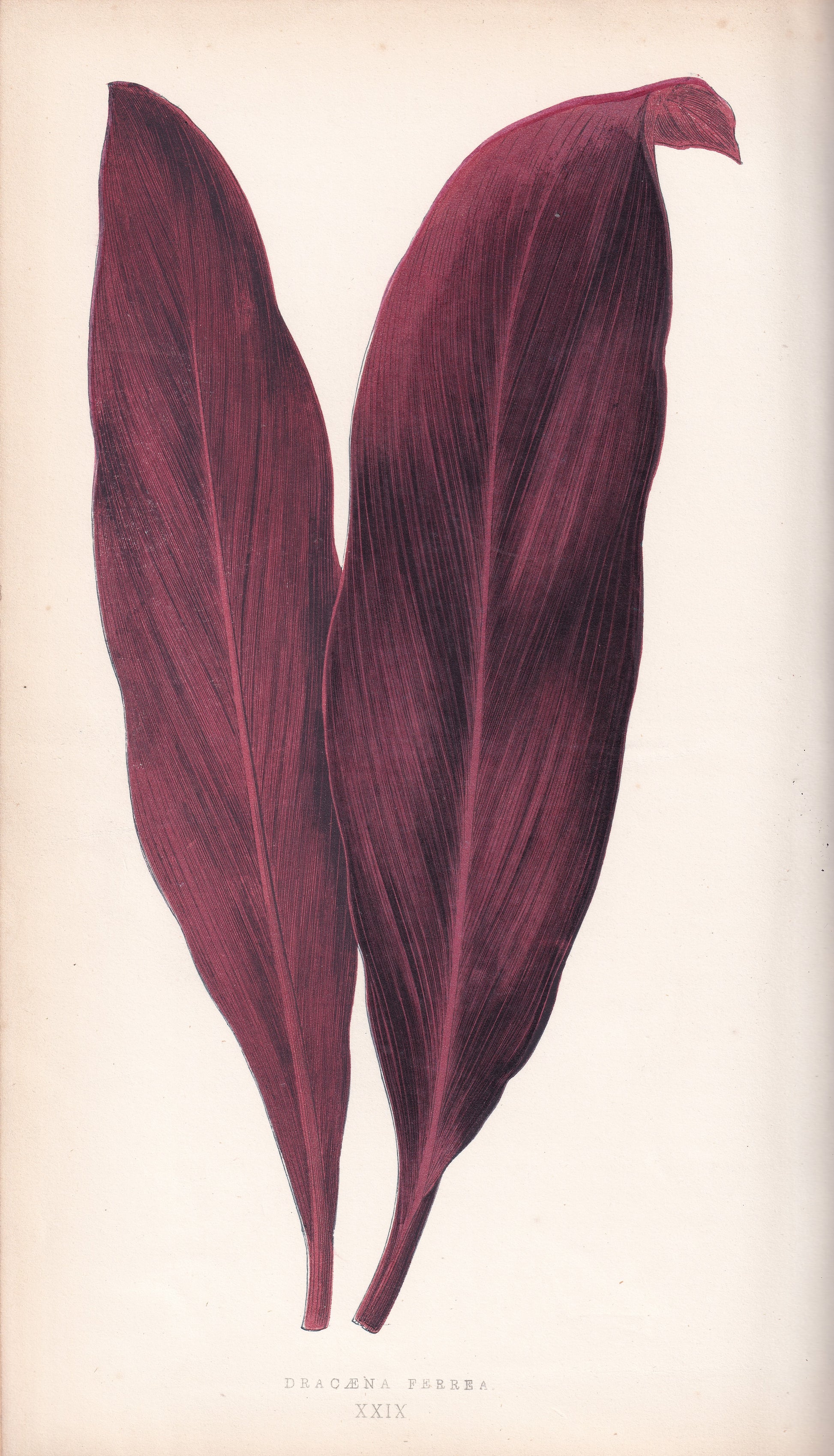 Antique Print, Botanical Print, Botanical Art, Vintage Print, Wall Art, Home Décor, Collectible, Original Print, Engraving, Lithograph, Hand-colored, Victorian, Hand-coloured, 19th Century 