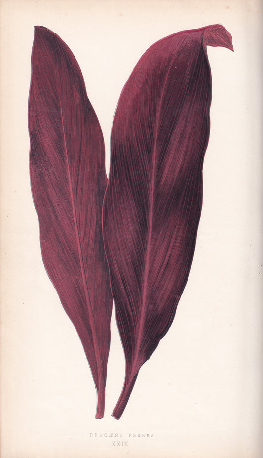 Antique Print, Botanical Print, Botanical Art, Vintage Print, Wall Art, Home Décor, Collectible, Original Print, Engraving, Lithograph, Hand-colored, Victorian, Hand-coloured, 19th Century 