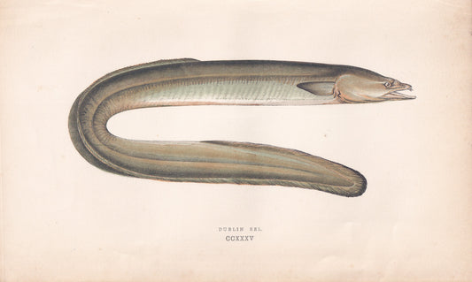 Dublin Eel