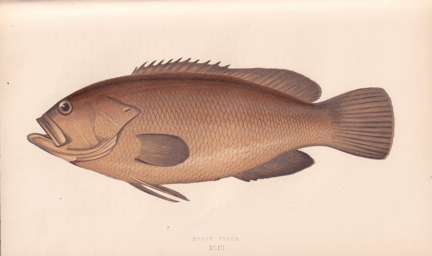 Dusky Perch
