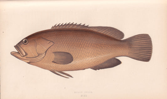 Dusky Perch