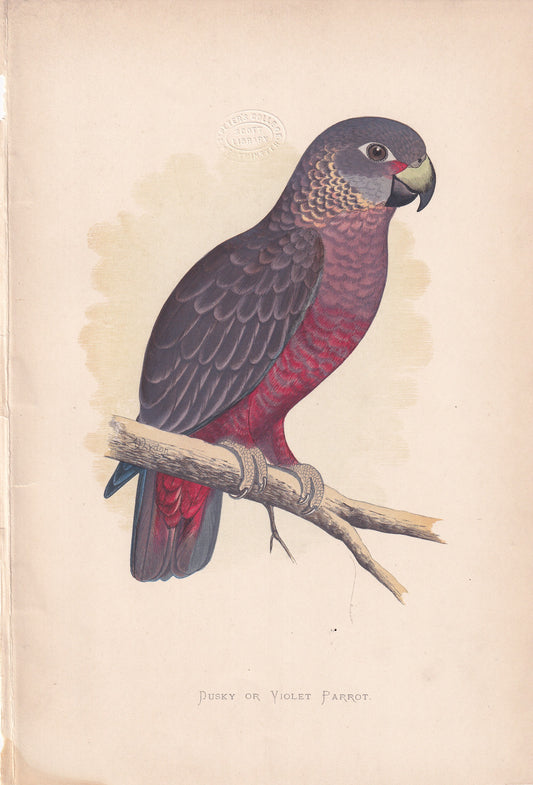 Dusky or Violet Parrot