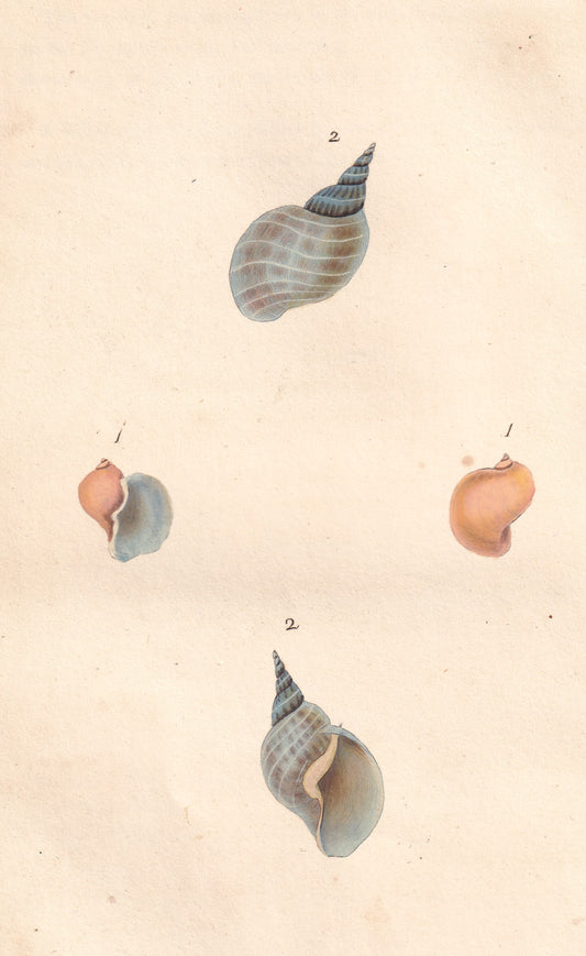 Ear, Or Wide Mouth River Snail