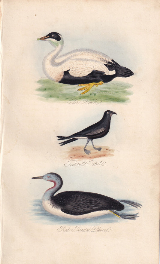 Eider Duck, Fork-Tail Petrel and Red Throated Diver