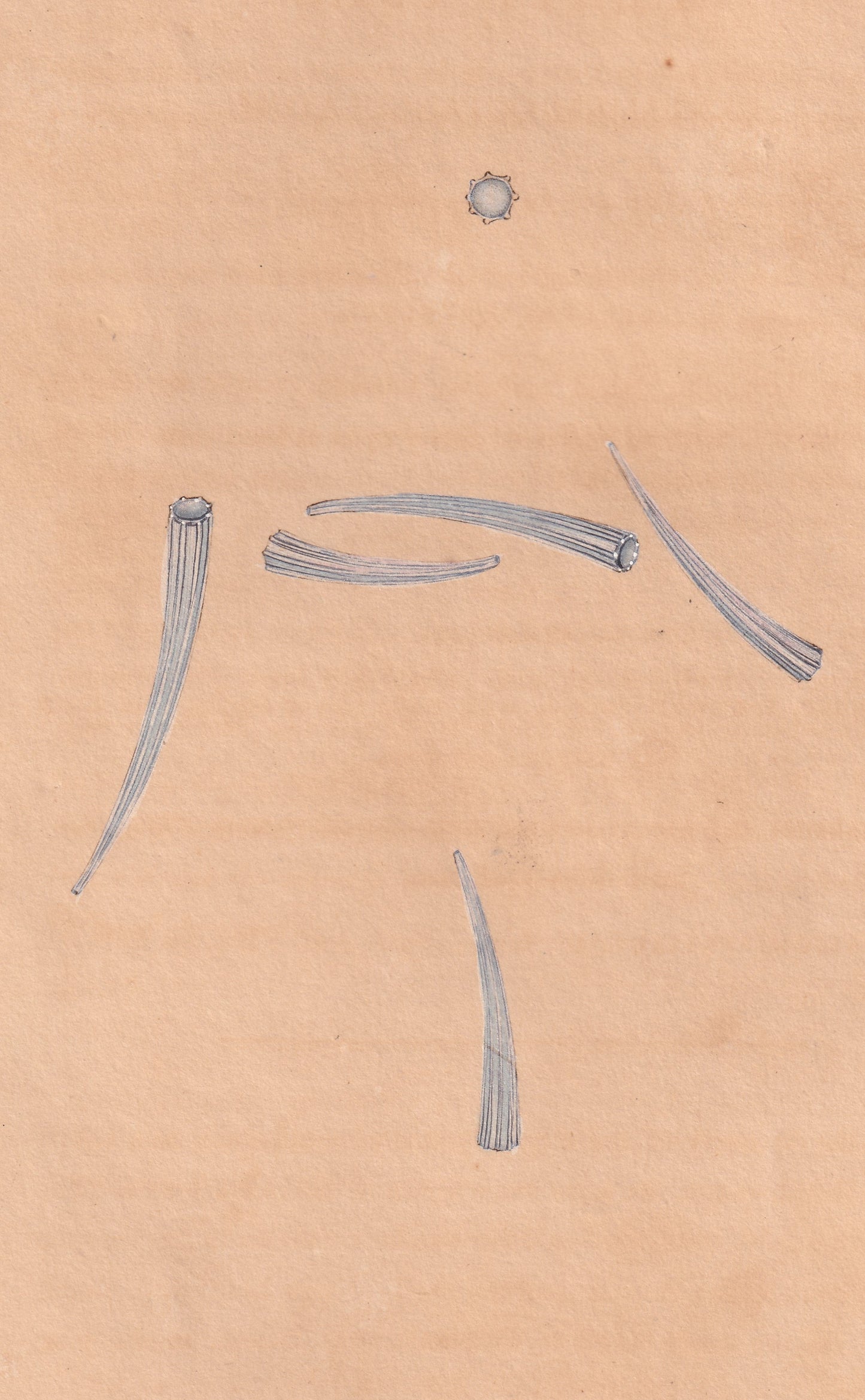 Eight-Ridged Tooth Shell