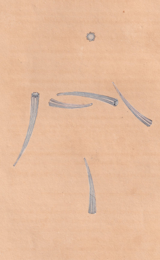 Eight-Ridged Tooth Shell