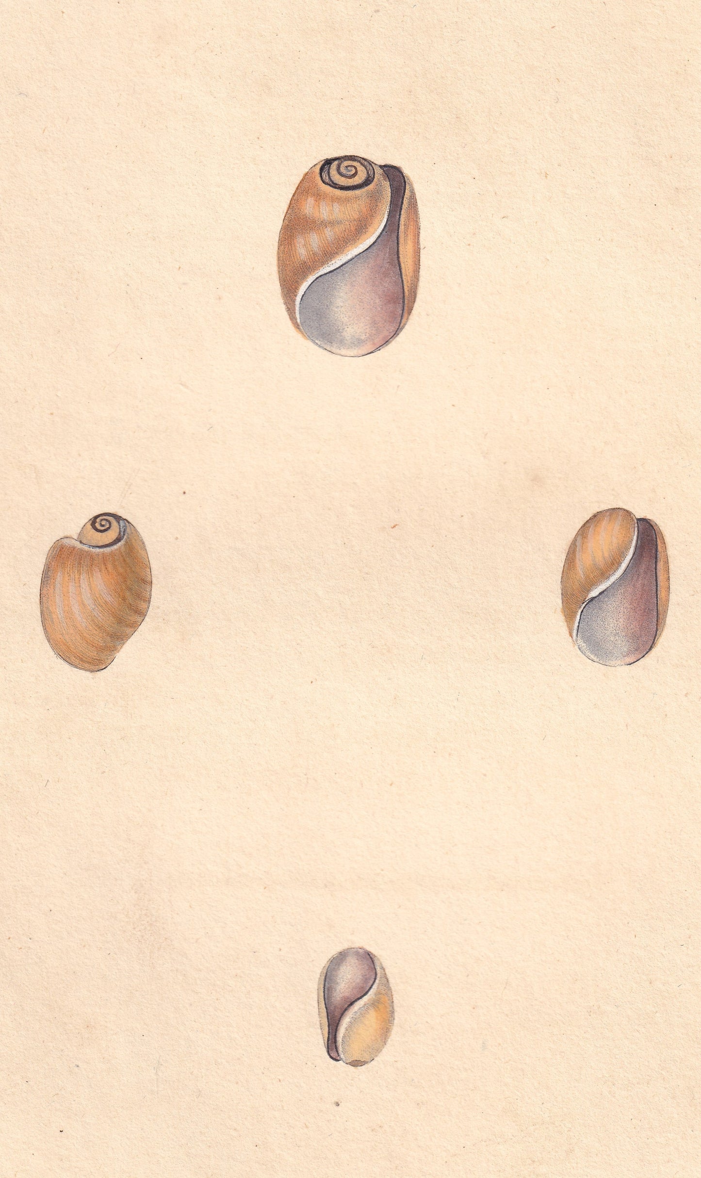 Elastic Bulla