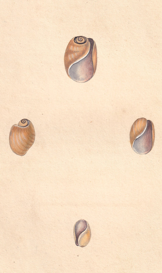 Elastic Bulla