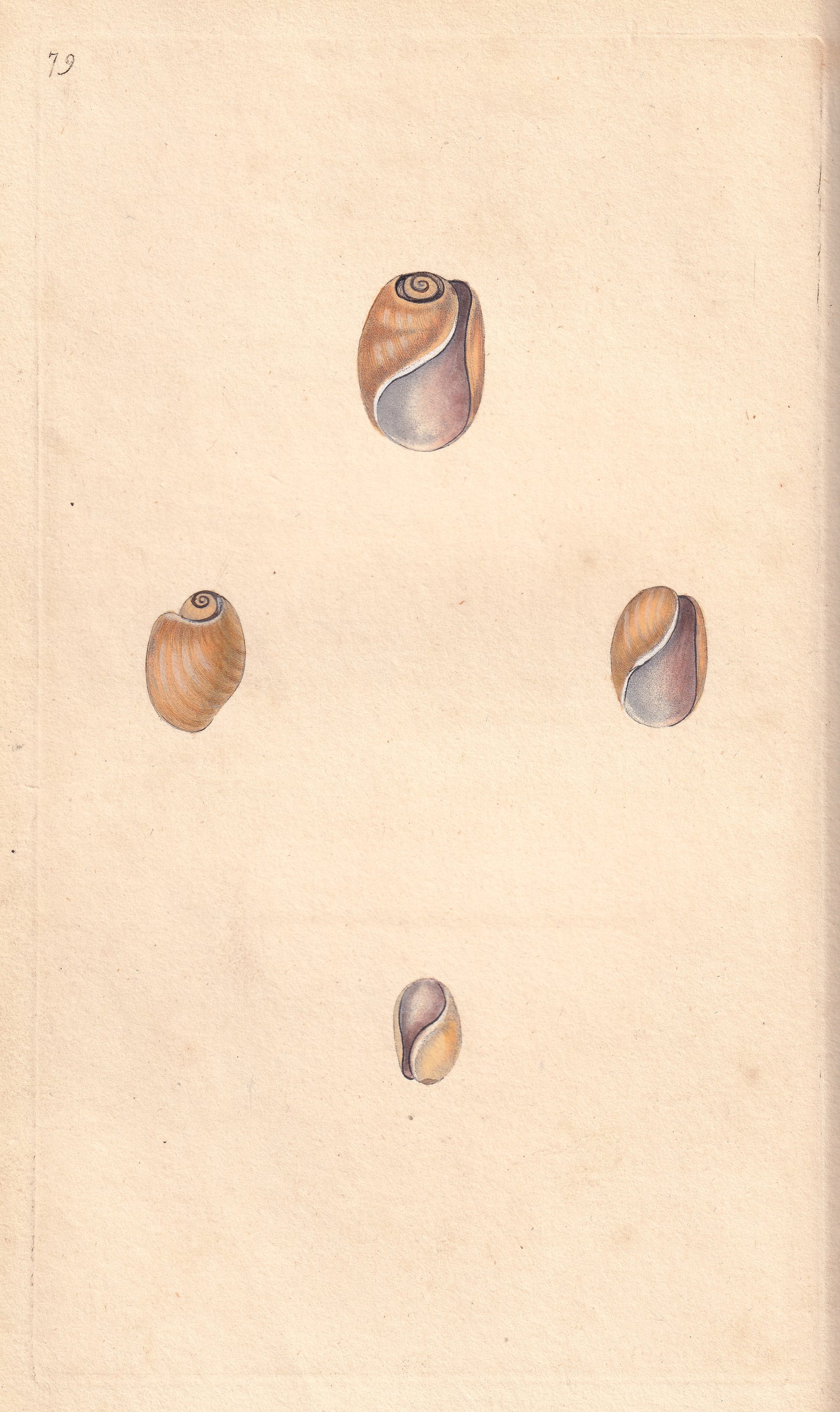Elastic Bulla
