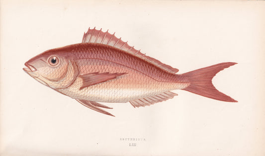 Erythrinus