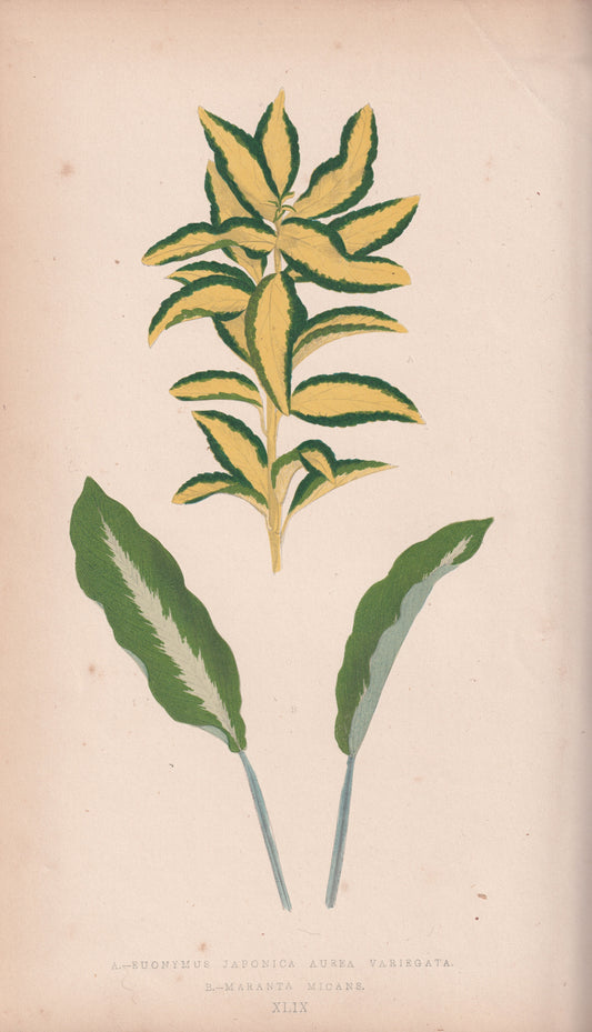 Antique Print, Botanical Print, Botanical Art, Vintage Print, Wall Art, Home Décor, Collectible, Original Print, Engraving, Lithograph, Hand-colored, Victorian, Hand-coloured, 19th Century 