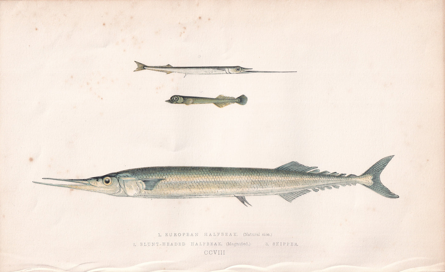 European Halfbeak & Skipper