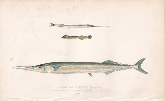 European Halfbeak & Skipper