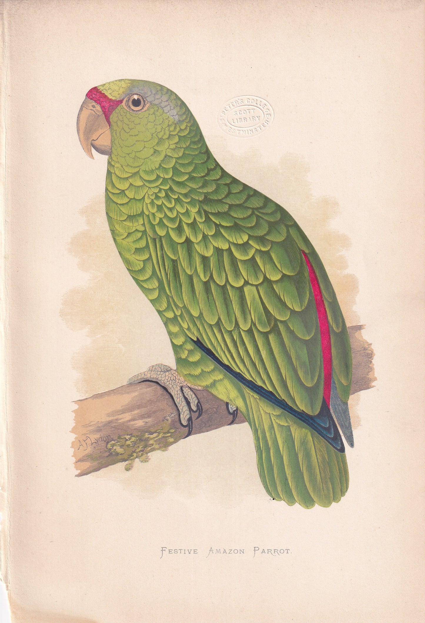 Festive Amazon Parrot