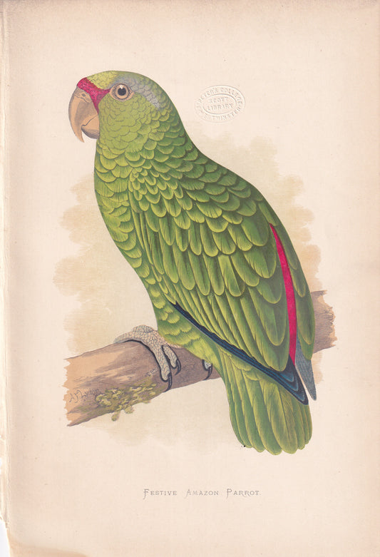 Festive Amazon Parrot