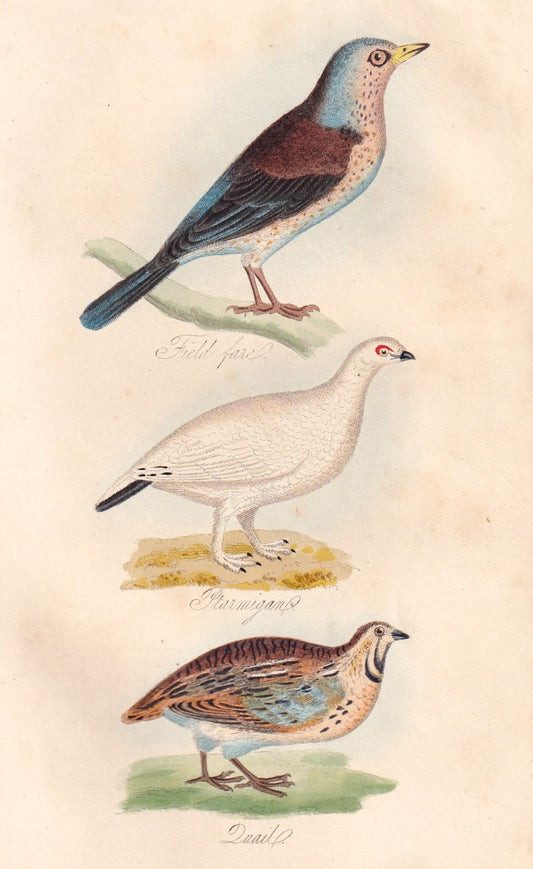 Field Fare, Ptarmigan and Quail