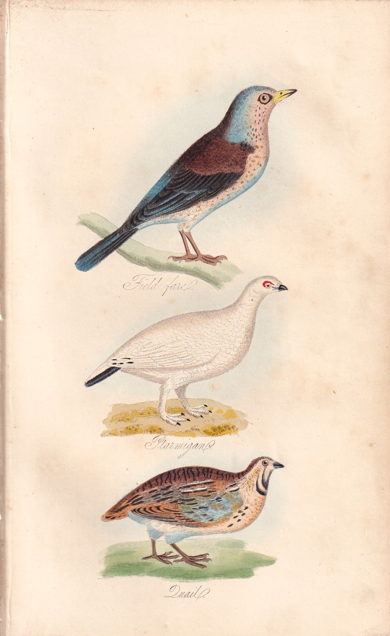 Field Fare, Ptarmigan and Quail
