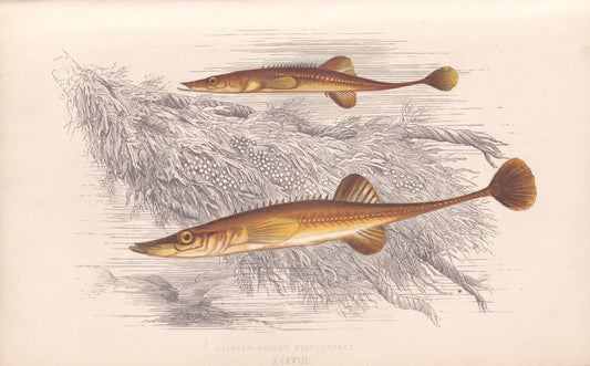 Hand coloured fish prints, Antique fish prints, Vintage fish prints, Original fish prints, Hand-colored ichthyology prints, Fish art prints, Fish lithographs, Fish engravings 