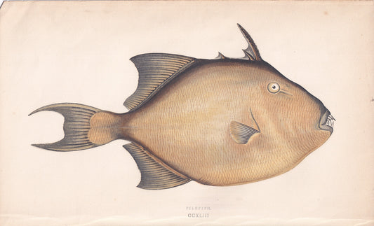 Filefish