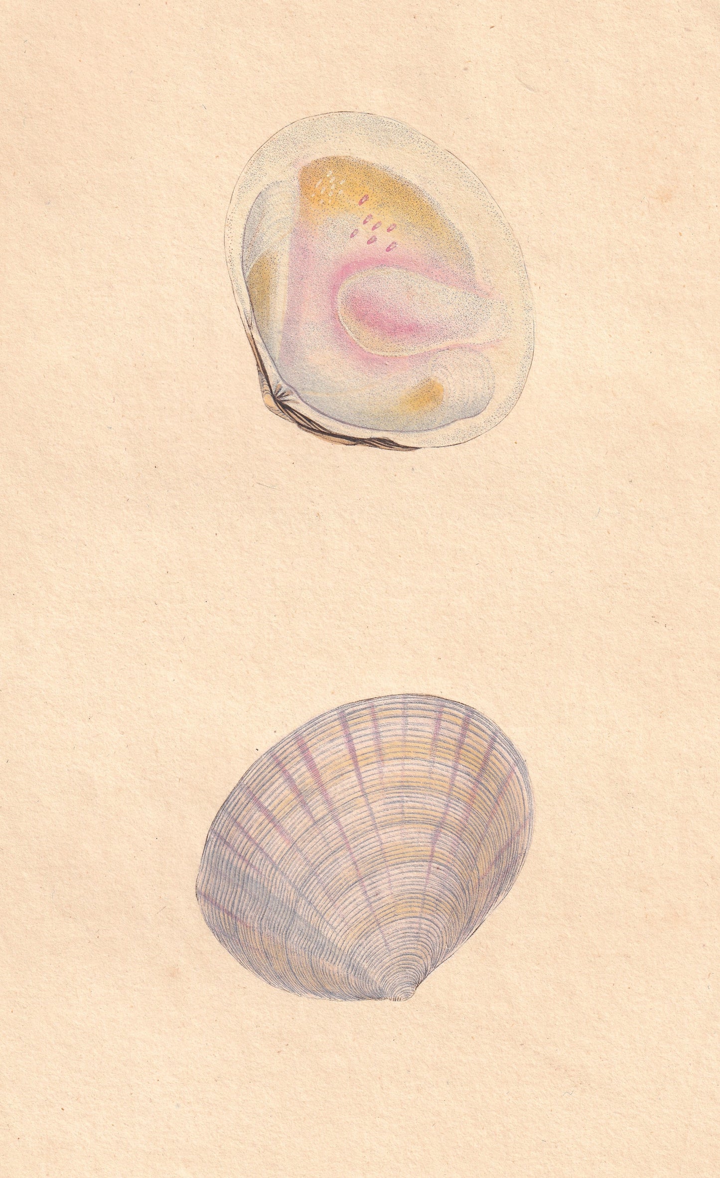 Flat and Ridged Tellen