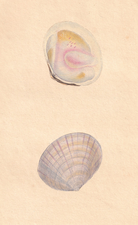 Flat and Ridged Tellen