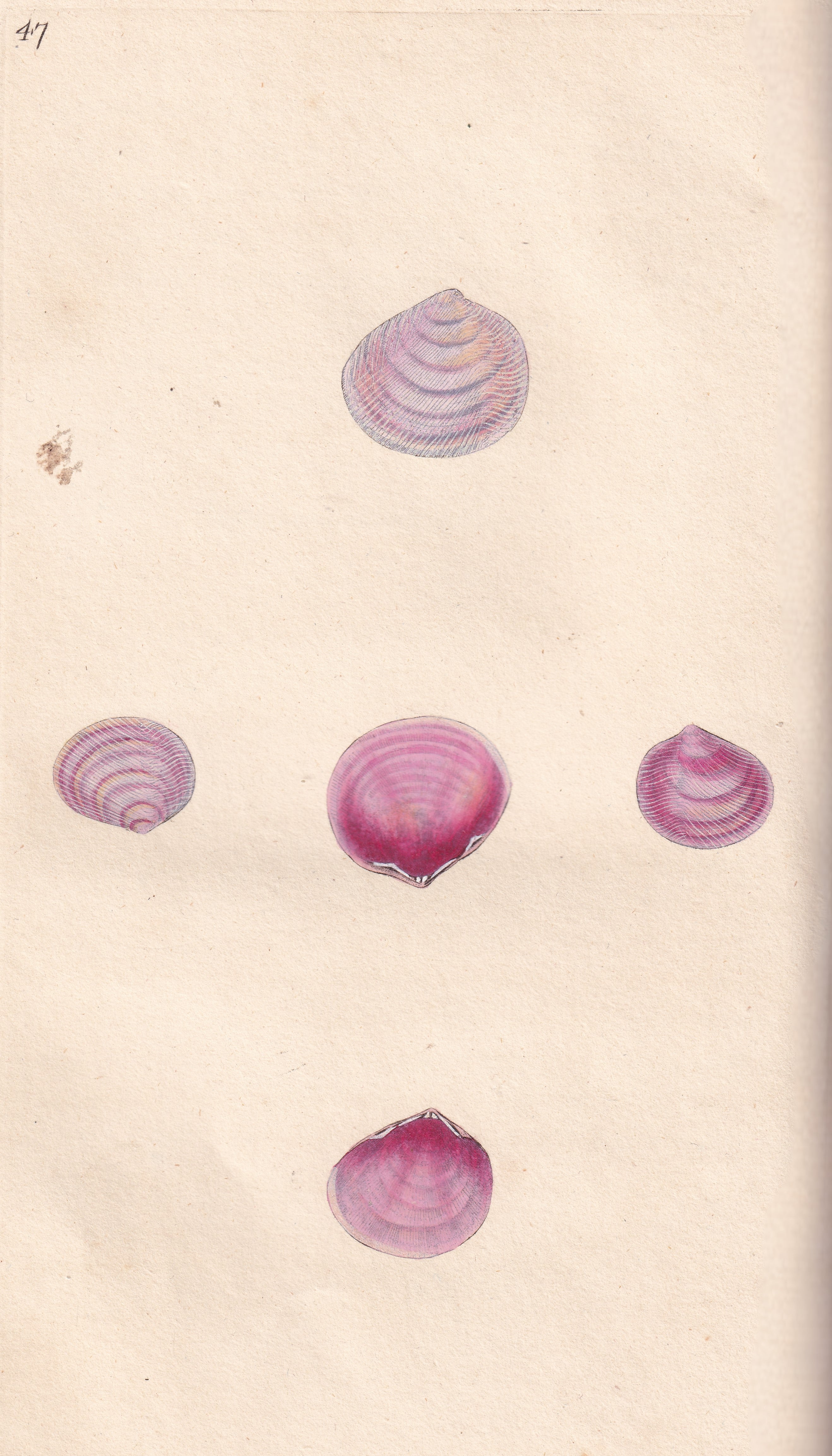 Tellen Shells Flesh Coloured Tellen – Arch Books