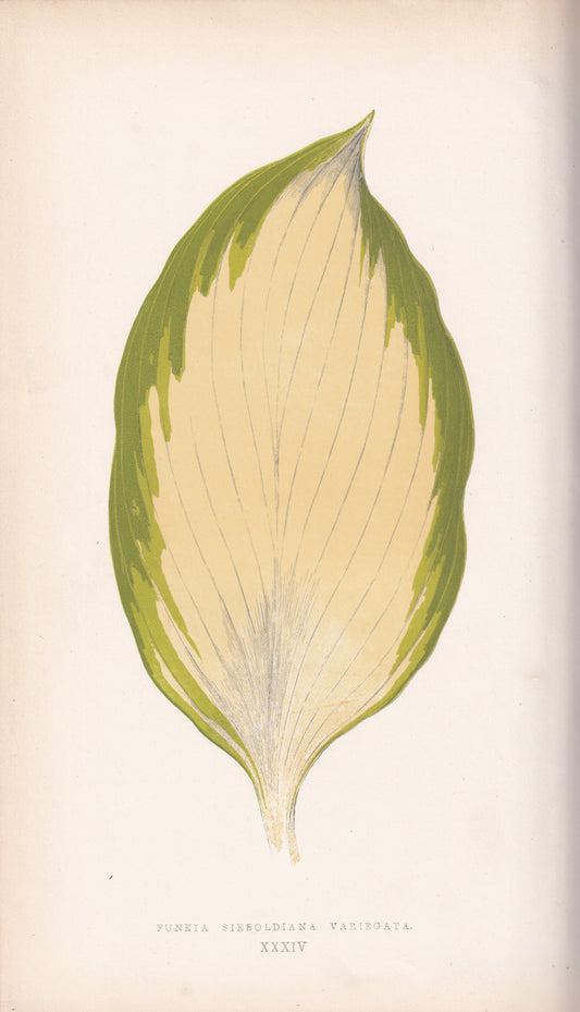 Antique Print, Botanical Print, Botanical Art, Vintage Print, Wall Art, Home Décor, Collectible, Original Print, Engraving, Lithograph, Hand-colored, Victorian, Hand-coloured, 19th Century 