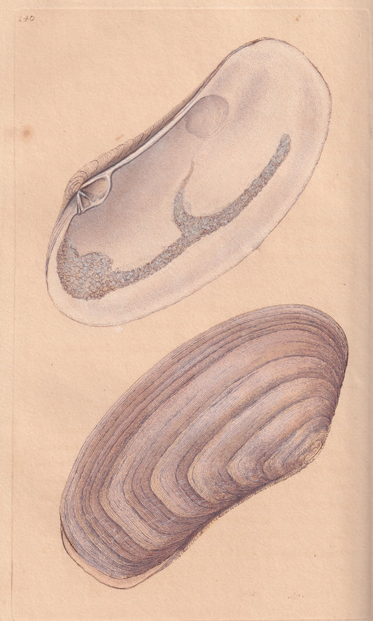 Gaping, Or Oblong Mactra