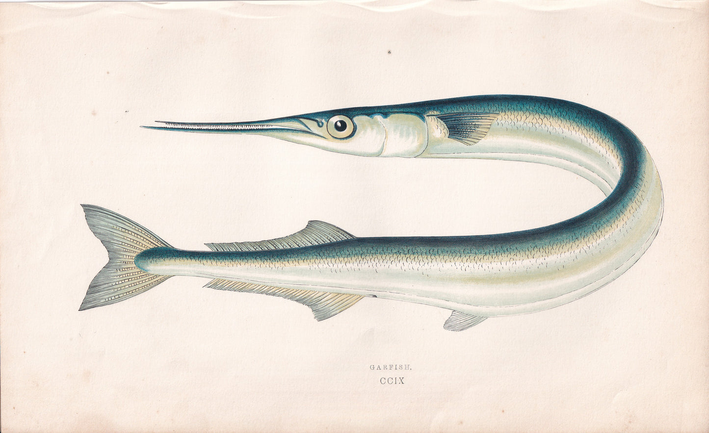 Garfish