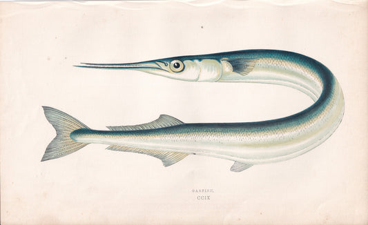Garfish