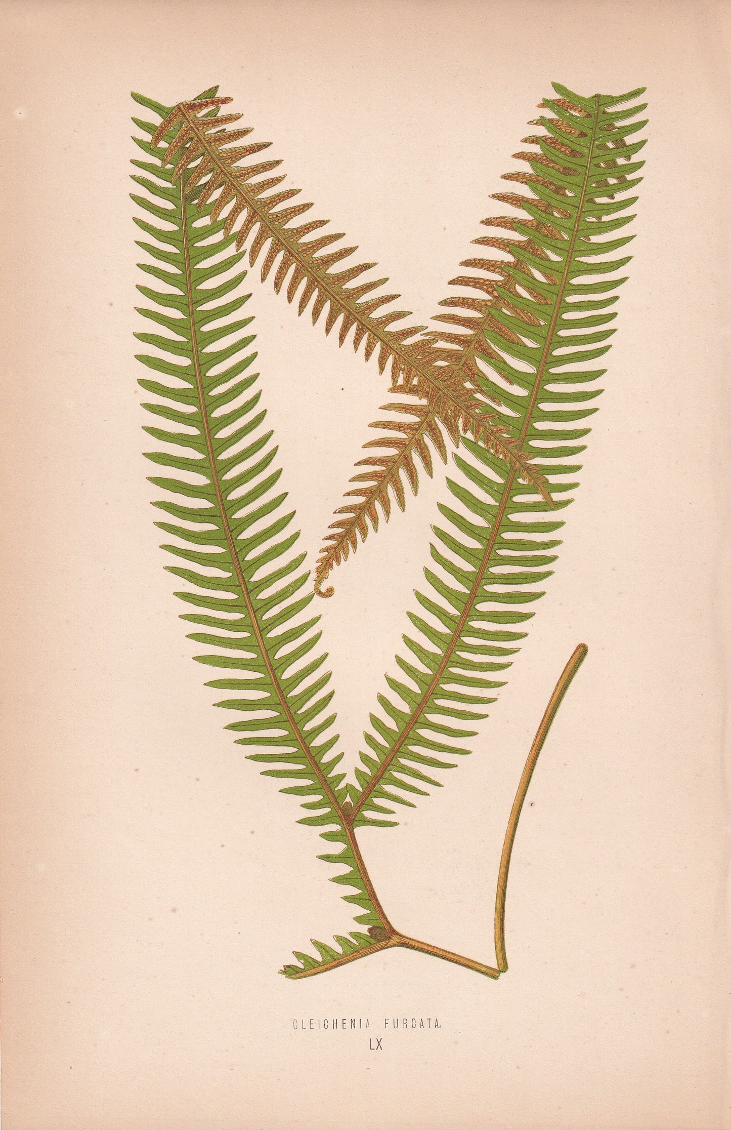 Gleichenia Furcata
