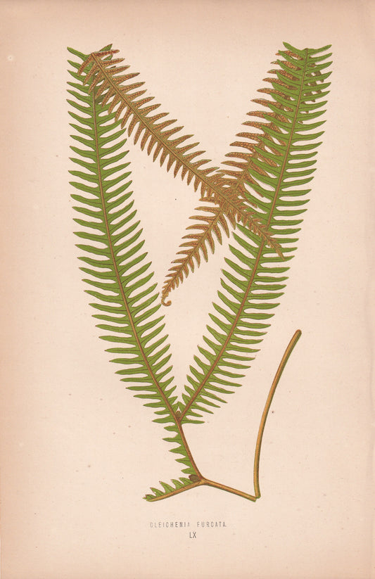 Gleichenia Furcata