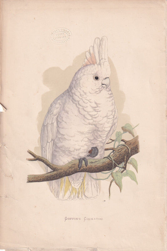 Goffin's Cockatoo