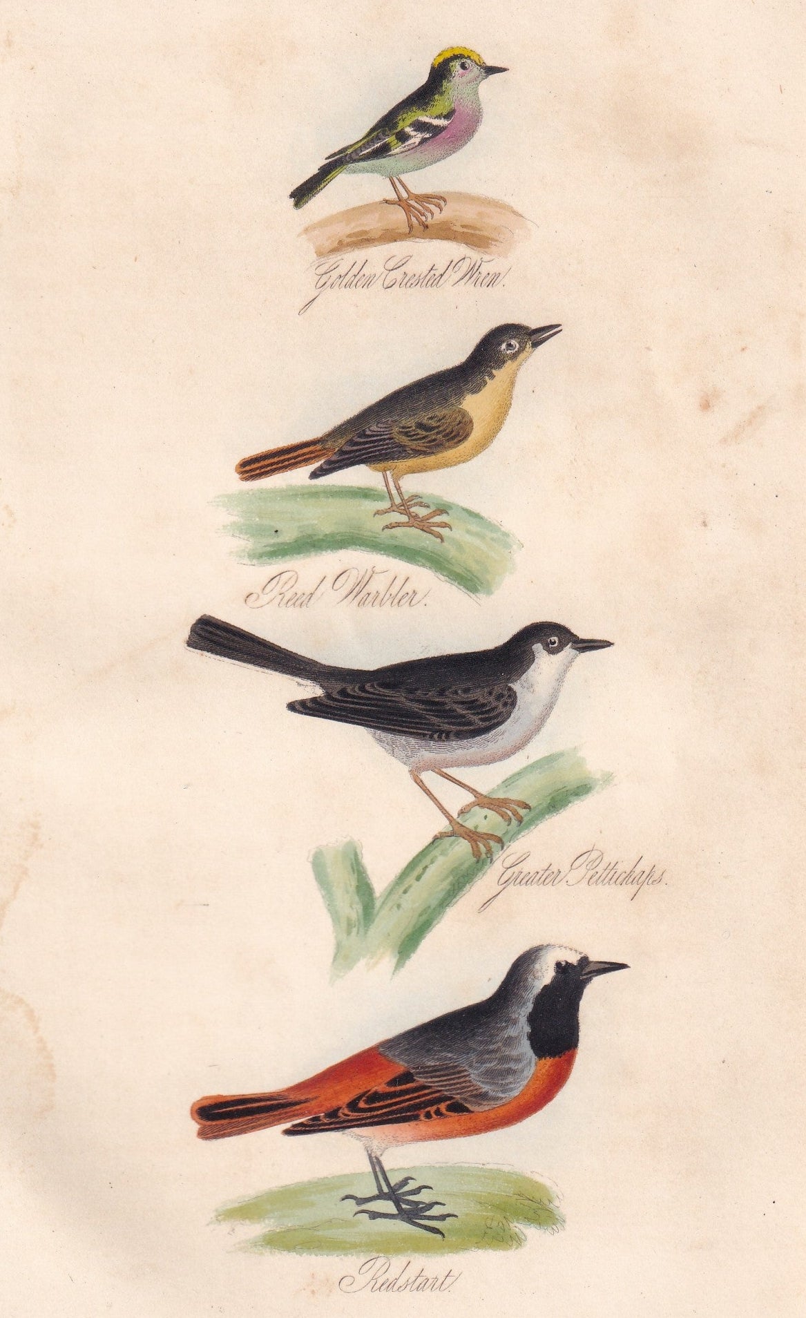 Golden Crested Wren, Reed Warbler, Greater Pettichaps and Redstart