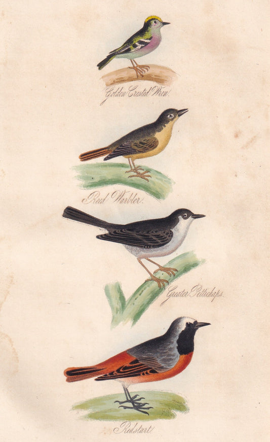 Golden Crested Wren, Reed Warbler, Greater Pettichaps and Redstart