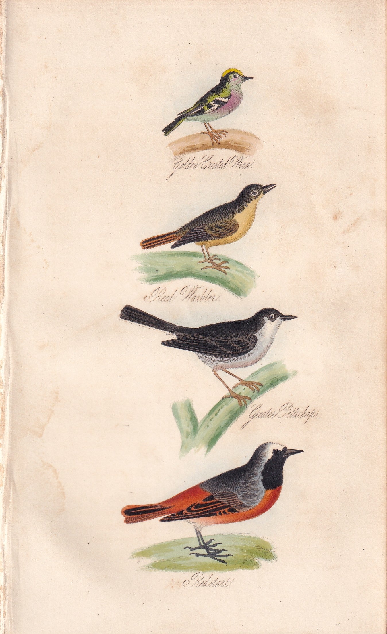 Golden Crested Wren, Reed Warbler, Greater Pettichaps and Redstart