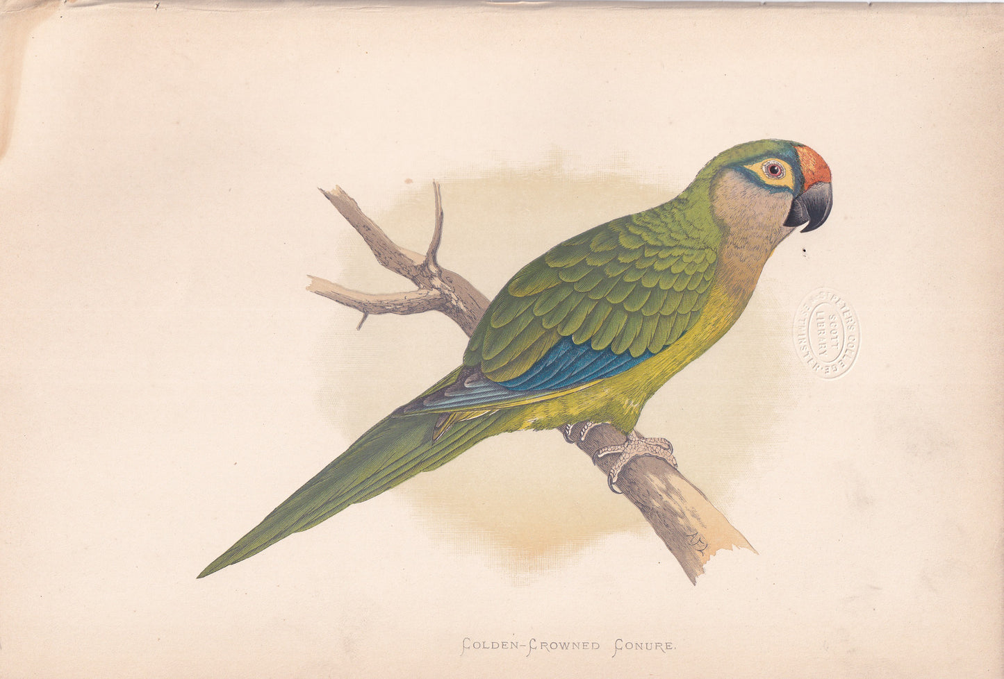 Golden Crowned Conure