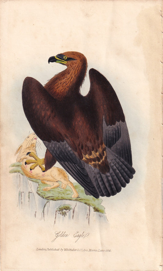 Golden Eagle
