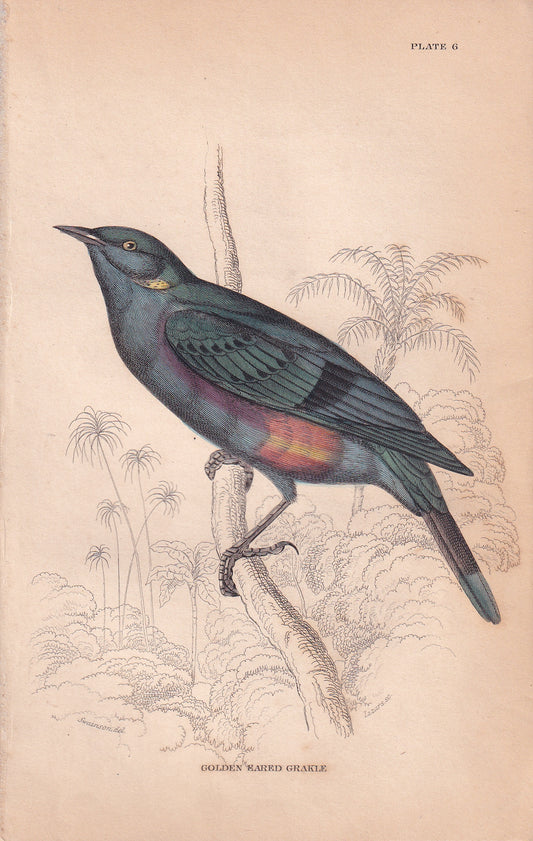 Golden Eared Grakle