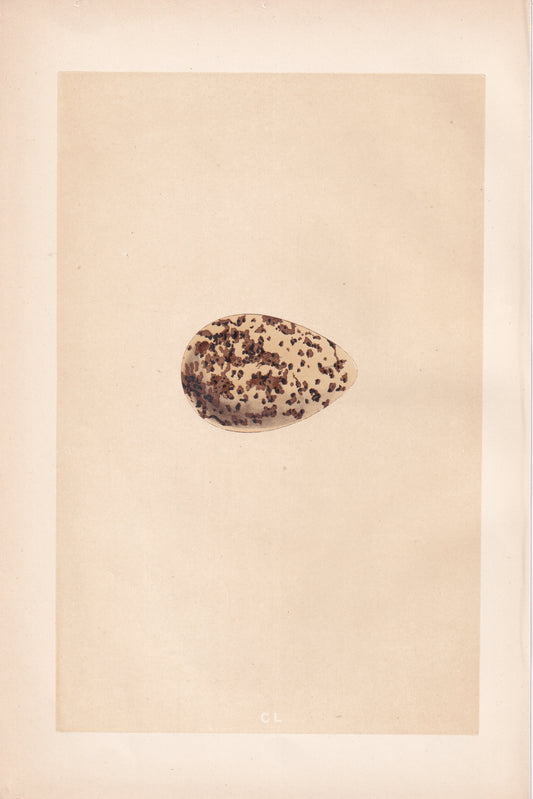 Golden Plover
