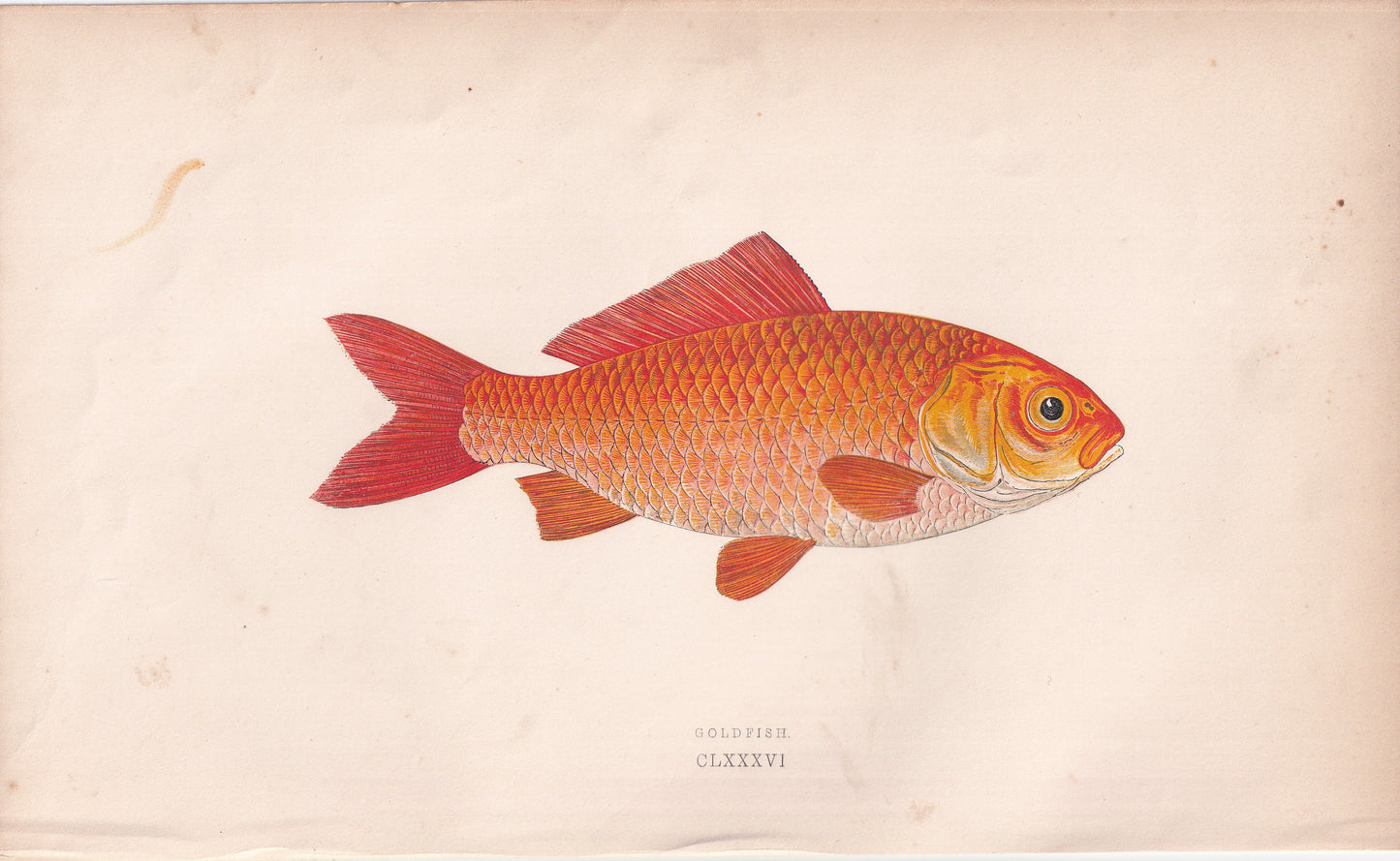 Goldfish