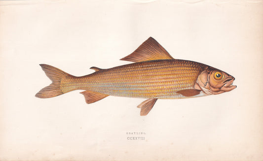 Grayling