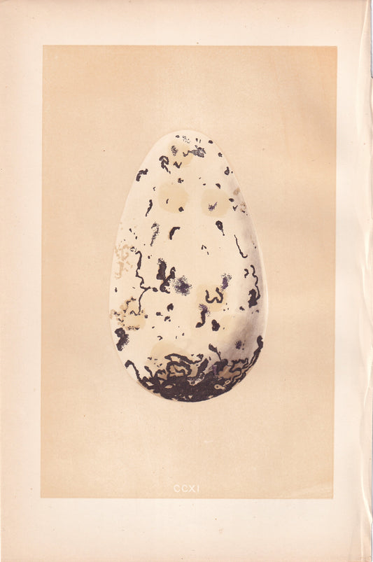 Great Auk