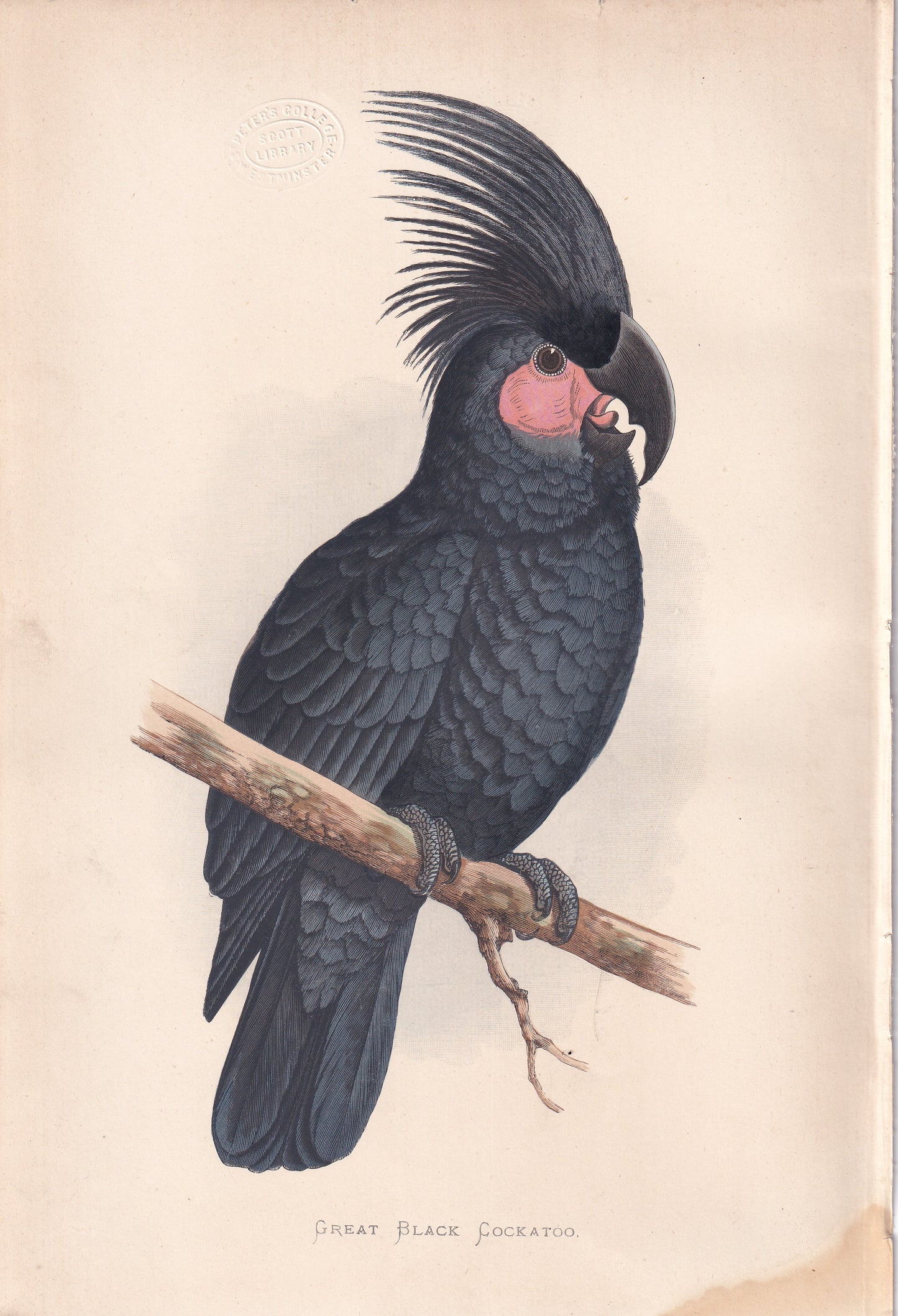 Great Black Cockatoo